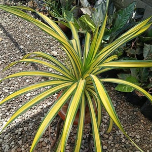 Peut inclure: Une plante panachée aux feuilles longues, fines et pointues, présentant des marges jaune vif et une bande centrale vert foncé. La plante pousse en rosette dense et rayonnante, avec des feuilles s'arquant depuis le centre.