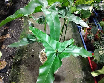 Thaumatophyllum Spruceanum Aka Philodendron Goeldii - Etsy