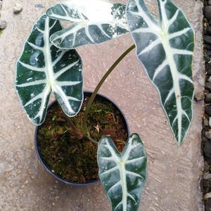 May include: A potted Alocasia plant with large, dark green leaves featuring prominent white veining. The plant is in a black pot, set against a textured, light-colored stone surface. The leaves have a unique, arrow-like shape.