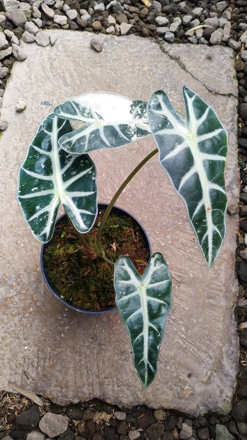 May include: A potted Alocasia plant with large, dark green leaves featuring prominent white veining. The plant is in a black pot, set against a textured, light-colored stone surface. The leaves have a unique, arrow-like shape.