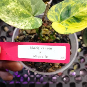 May include: A small potted plant with variegated leaves in shades of green and yellow. A pink tag reads "Black Venom X Michelle". The plant is in a clear plastic pot, with soil visible.