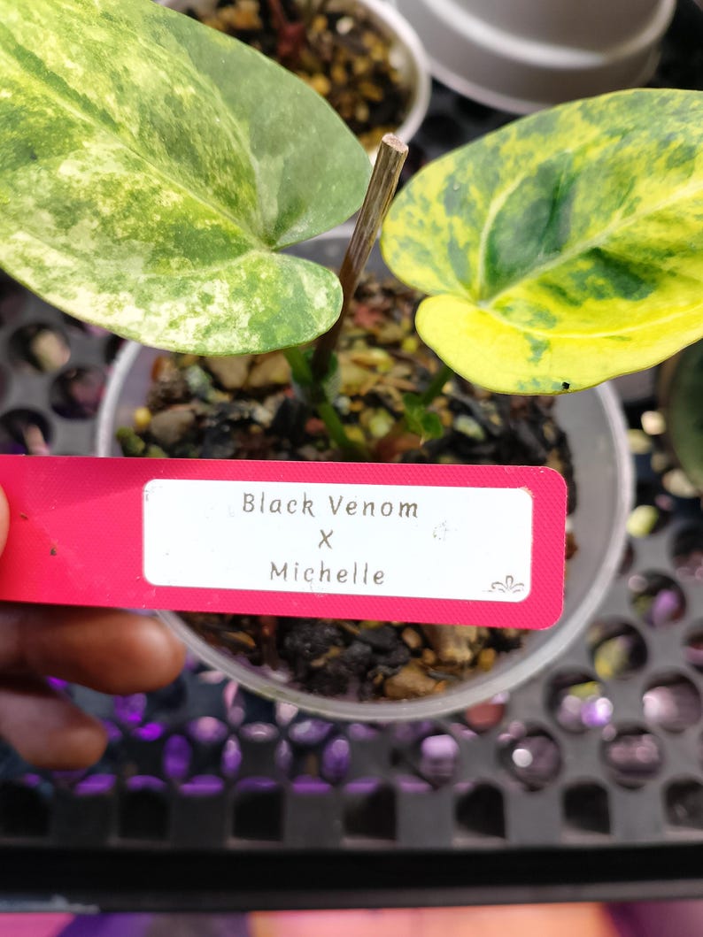 May include: A small potted plant with variegated leaves in shades of green and yellow. A pink tag reads "Black Venom X Michelle". The plant is in a clear plastic pot, with soil visible.