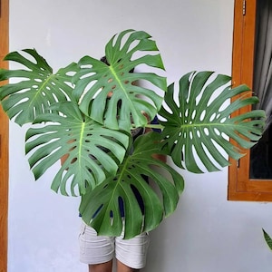 May include: A large, healthy Monstera plant with vibrant green, fenestrated leaves. The plant is held in front of a person, with the leaves covering the upper body. The background is a white wall with a wooden window frame.