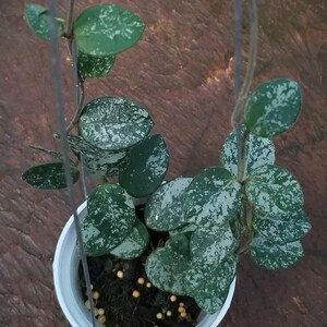 以下が含まれることがあります： 白い鉢に入ったホヤ植物。斑点のある緑色の葉と垂れ下がる茎が特徴です。植物はワイヤーで吊り下げられています。葉は独特の模様を示しています。装飾的な観葉植物です。