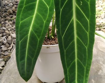 Anthurium Zamora Queen - (mamoratum 2 X Warocqueanum) - Etsy