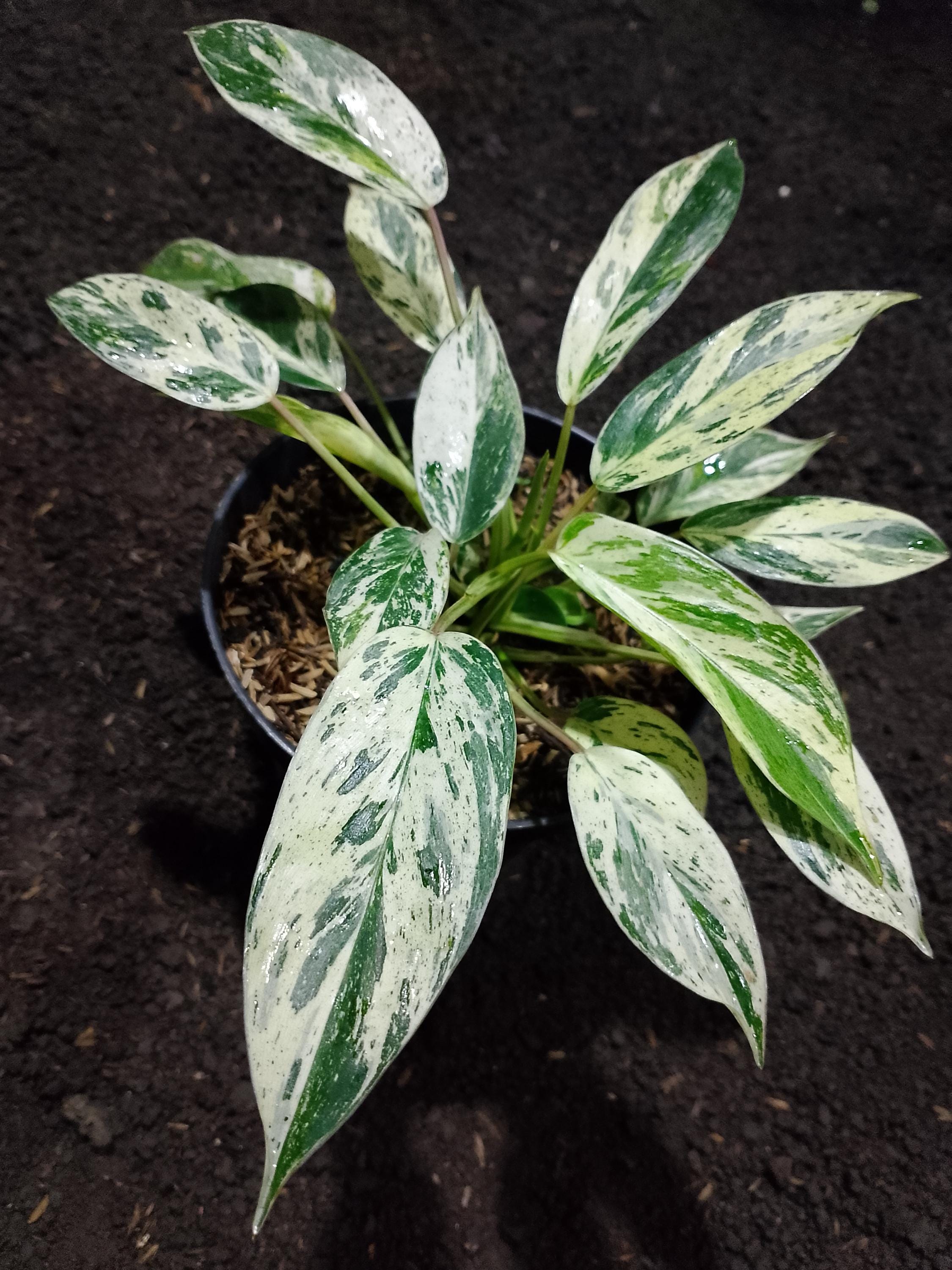 Philodendron Ice - Etsy