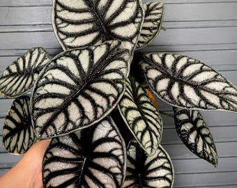 Alocasia Green Unicorn (azlanii X Dragon Scale) 4” Pot (ALL PLANTS