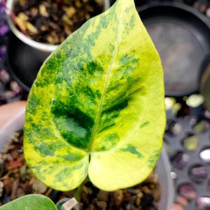 May include: Close-up of a variegated leaf with a heart shape. The leaf displays a vibrant mix of green and yellow hues, with the colors blending in a mottled pattern. The leaf is part of a potted plant, with soil visible in the background.