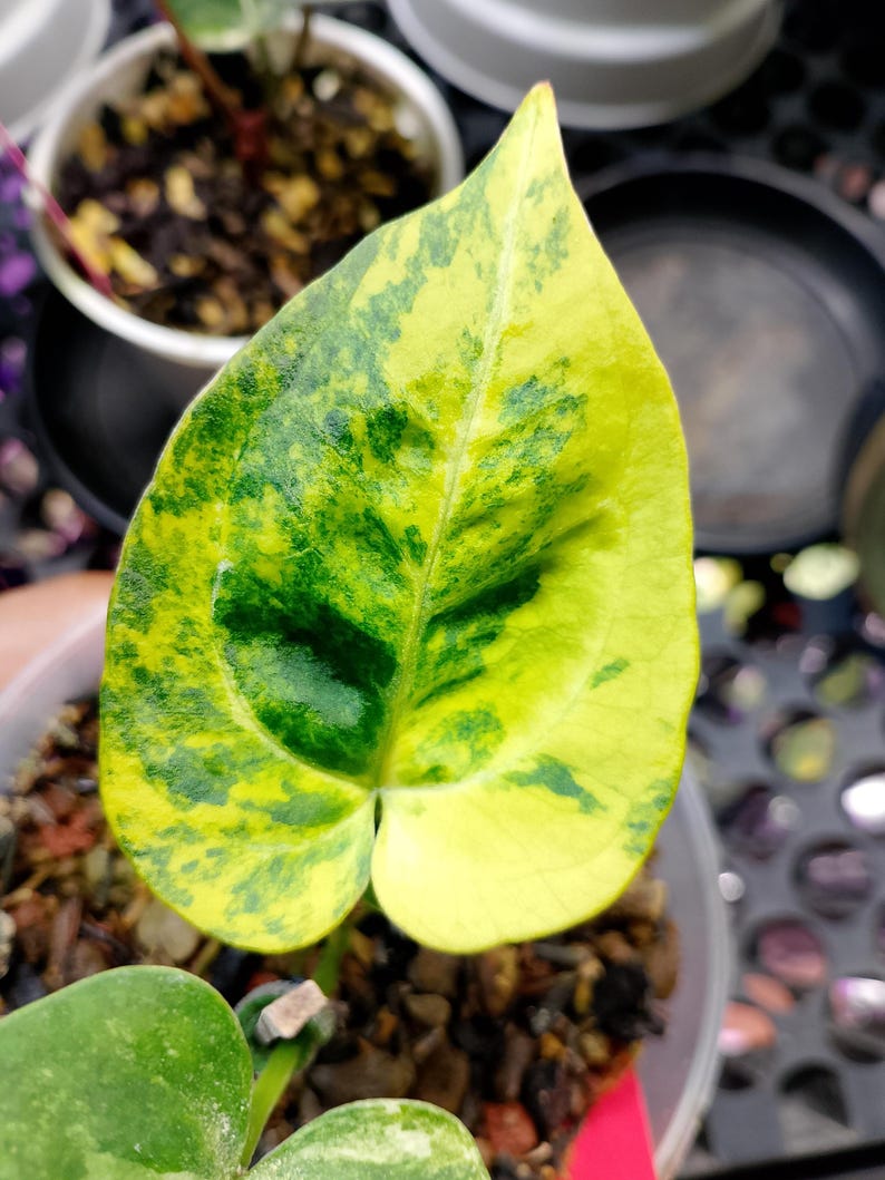 May include: Close-up of a variegated leaf with a heart shape. The leaf displays a vibrant mix of green and yellow hues, with the colors blending in a mottled pattern. The leaf is part of a potted plant, with soil visible in the background.
