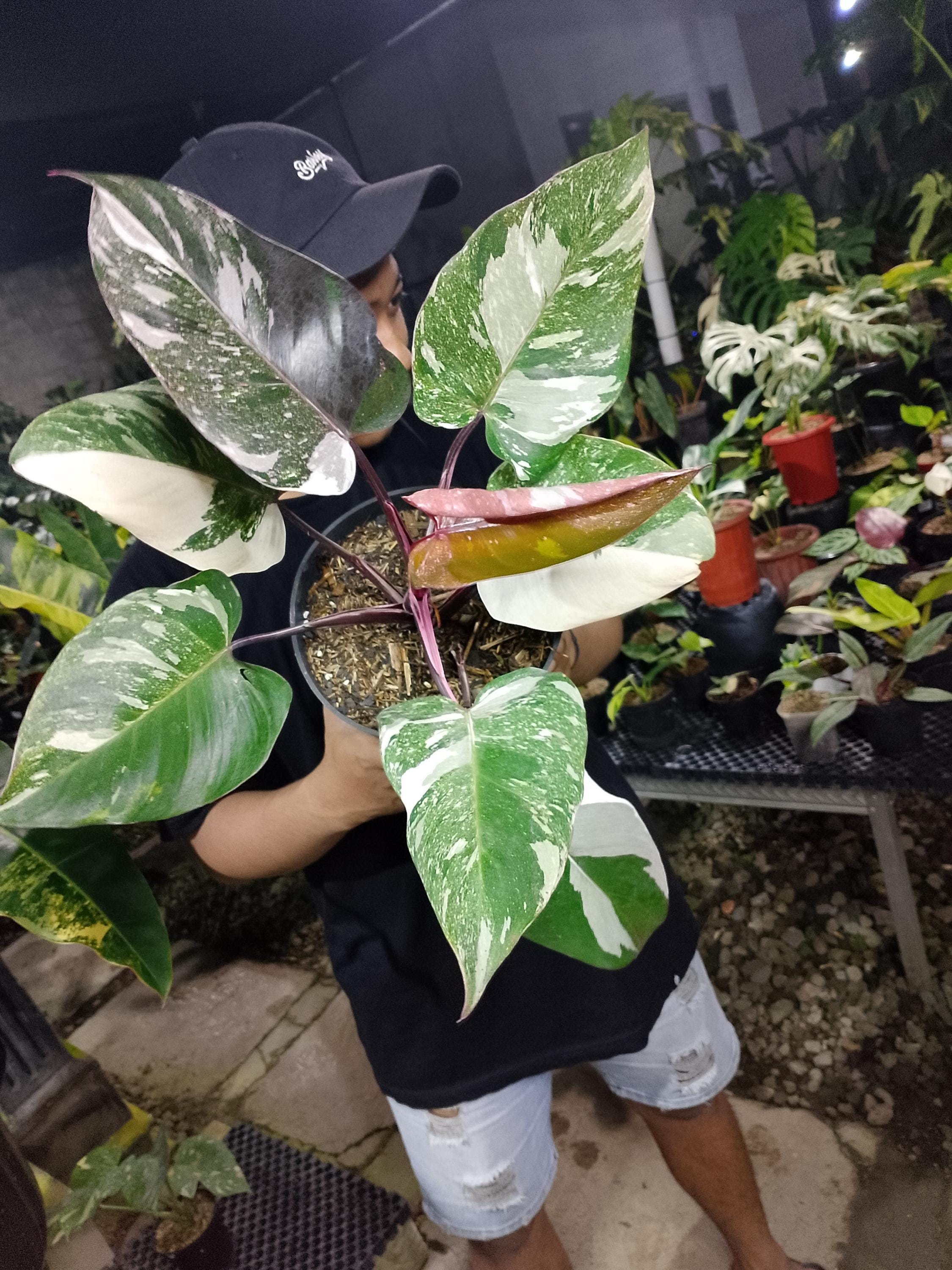 Philodendron white knight - Etsy 日本