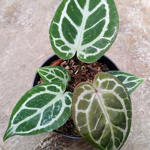 Anthurium Silver Tiger - Etsy