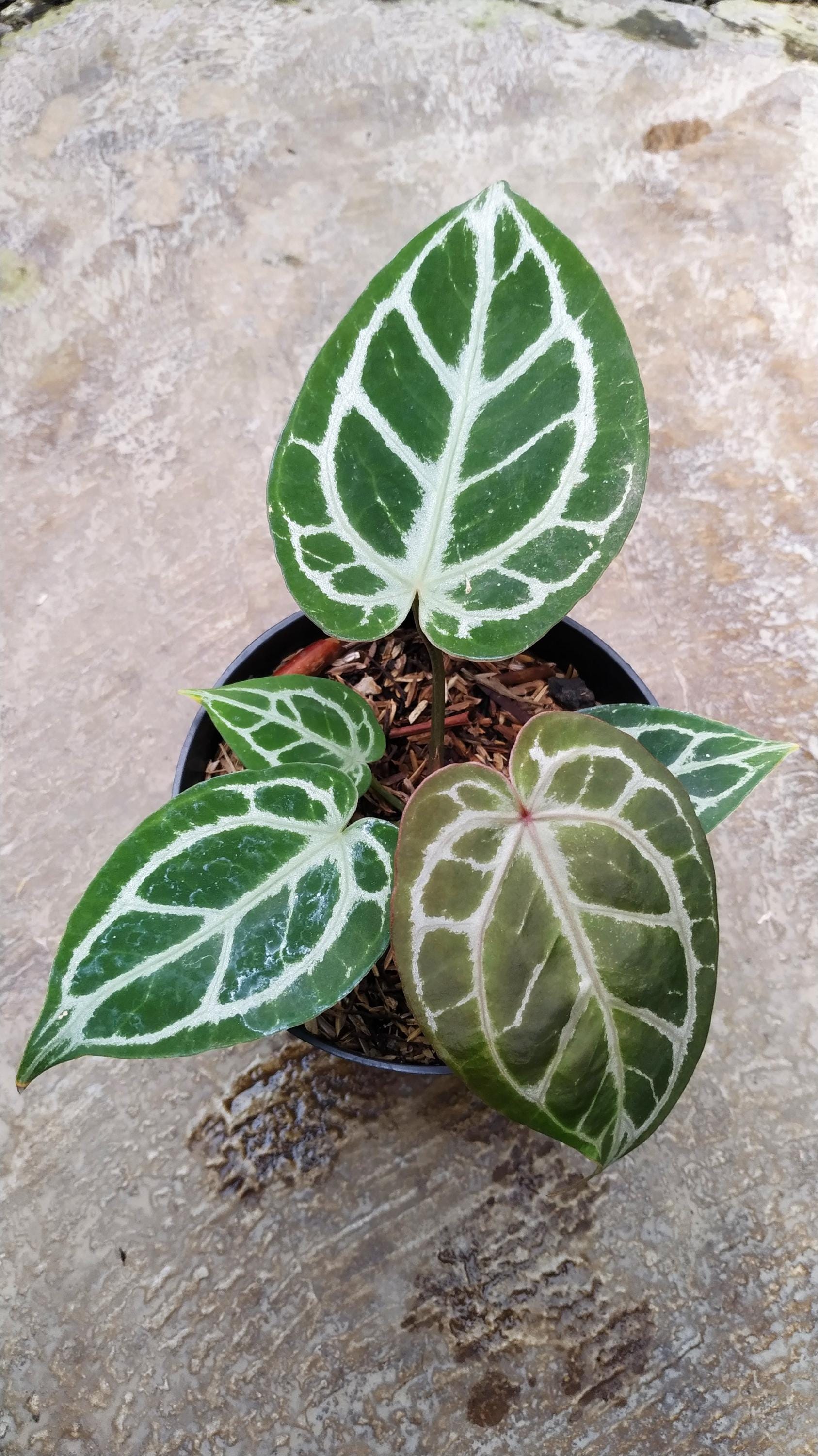 Anthurium Silver Tiger - Etsy