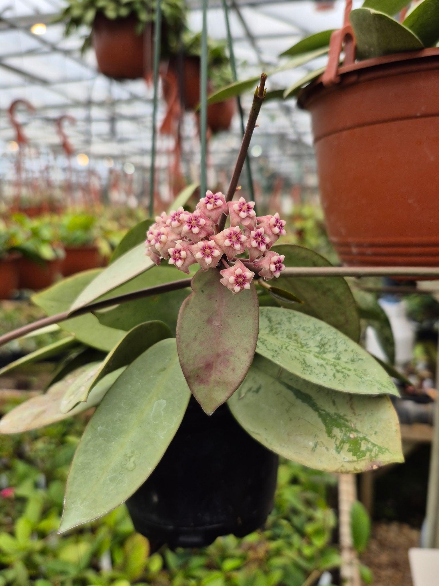 Hoya silver dollar - Etsy 日本
