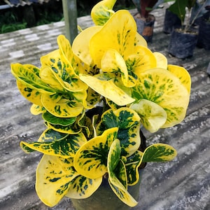 May include: A potted Croton plant with vibrant yellow and green leaves. The leaves have a speckled pattern of dark green against a bright yellow background. The plant is in a dark green pot, set against a background of other plants.