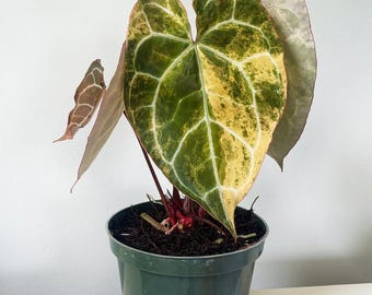 Anthurium Cristalinum HU X diamond flare variegated mature
