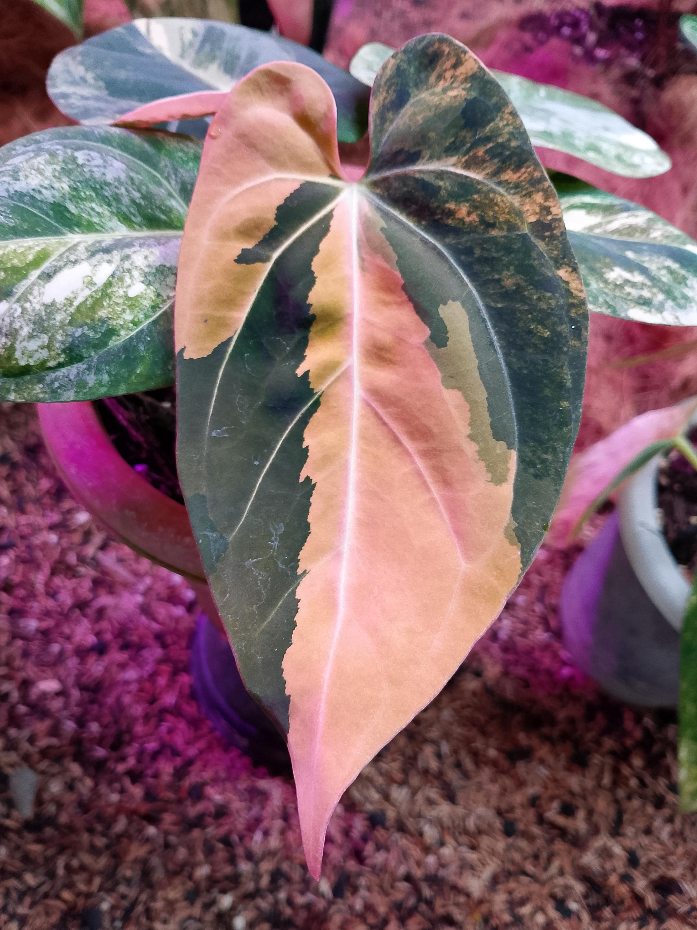 Anthurium dressleri - Etsy 日本