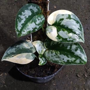 Scindapsus Bakudapati - Etsy