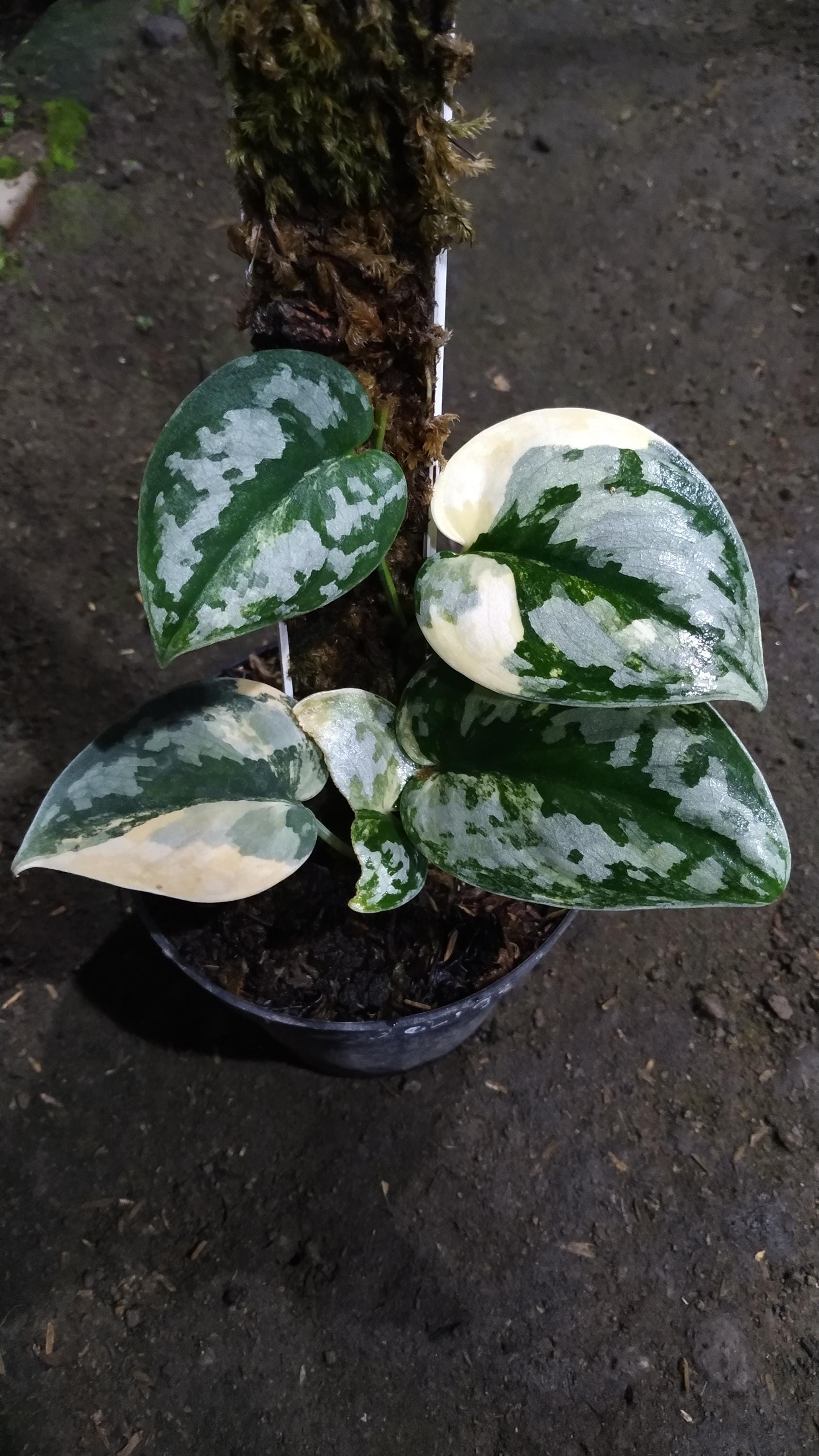 Scindapsus Bakudapati - Etsy