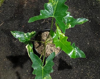 Philodendron Thaumatophyllum williamsii panaschiert (Foto)