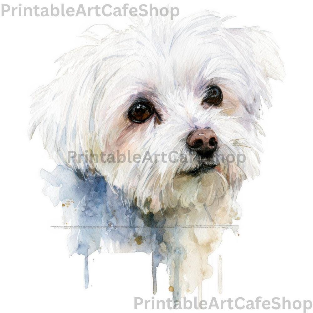 Maltese Dog Clipart Bundle 25 PNG Watercolor 4000px Transparent Pet ...