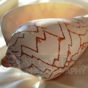 Spectacular Seashell - Digital Photo