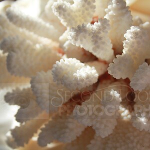 Coral Close Up - Digital Photo
