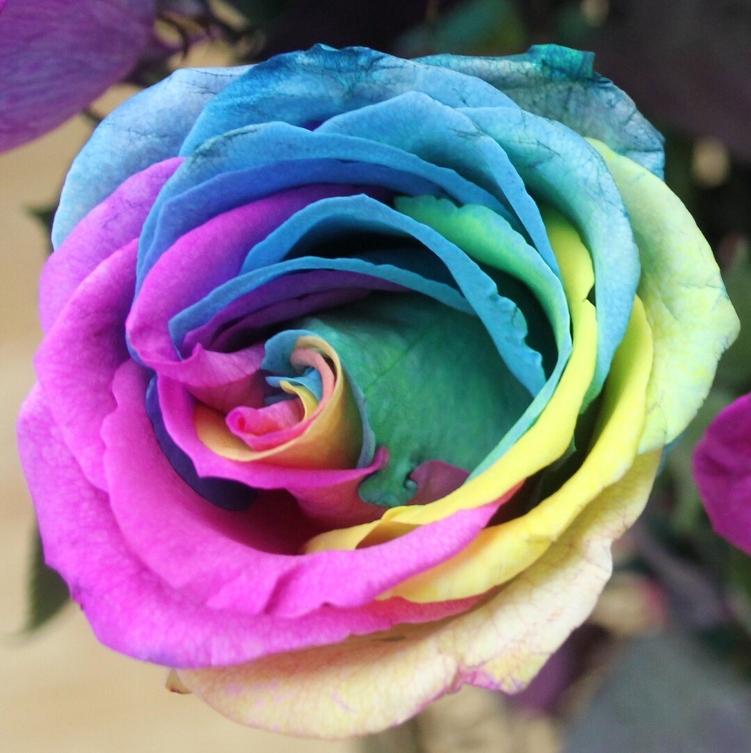 Tie Dye Rose Photo Etsy