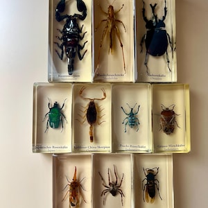 May include: A collection of eleven rectangular clear resin blocks, each containing a preserved insect or arachnid specimen. The specimens include a black scorpion, grasshopper, rhinoceros beetle, green beetle, gold scorpion, blue weevil, brown beetle, lanternfly, spider, and hornet, with German text labels.