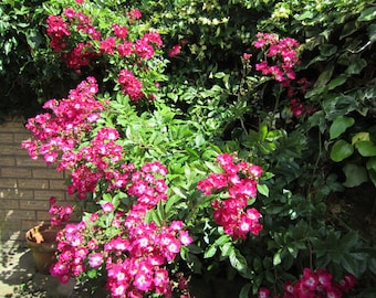 3ltr Potted Marjorie Fair