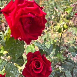 May include: Two deep red roses in full bloom, set against a backdrop of green foliage. The roses have multiple layers of petals, showcasing their rich colour. The image captures the beauty of the flowers in a garden setting.