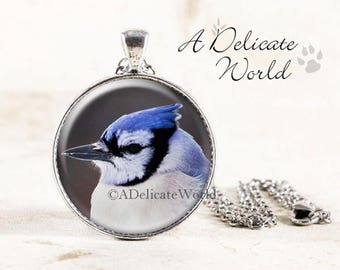 Blue Jay Necklace, Silver Bird Jewelry, Small Round Pendant and Chain, Nature Accessory with Real Photo under Glass