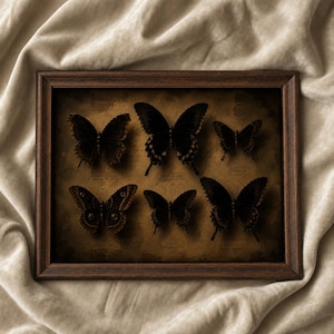Peut inclure: Un cadre rectangulaire en bois foncé contenant une collection de six papillons brun foncé et noirs disposés sur un fond sépia. Chaque papillon est positionné individuellement avec des étiquettes discrètes en dessous, révélant des motifs d'ailes complexes.