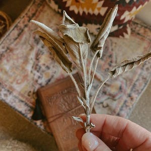 Può includere: Primo piano di un mazzetto di salvia essiccata con diverse foglie grandi e strutturate. Le foglie sono di un colore verde-grigio smorzato. La salvia è tenuta in mano, con un diario rilegato in pelle e un tessuto fantasia sullo sfondo.