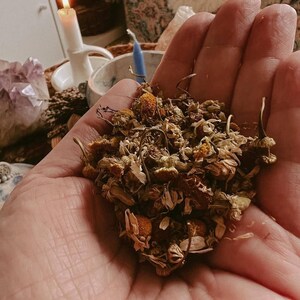 Op de afbeelding: Een handvol gedroogde kamillebloemen, met gele en bruine tinten, in een open hand. De afbeelding heeft een warme, aardse toon, wat suggereert dat het om natuurlijke remedies of kruidenproducten gaat. Een brandende kaars en andere items zijn op de achtergrond.