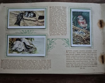 John Player and Sons An Album of Birds and their young