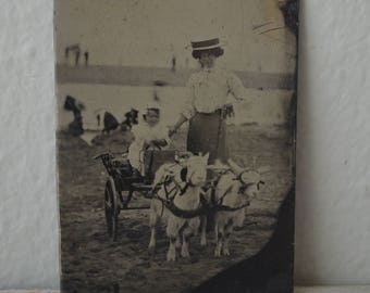 Goat Cart Tintype