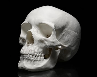 Modello anatomico realistico del cranio, tomografia stampata in 3D, a grandezza naturale