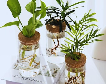 Jarrón de vidrio vintage para propagación de plantas: decoración hidropónica de escritorio