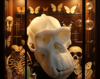 Chimpanzee Skull Replica Sculpture, Primate Anatomy Display, Oddities, Natural History