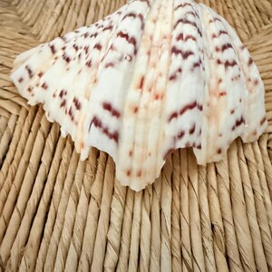 May include: A large, white seashell with reddish-brown markings. The shell has a ruffled edge and is resting on a woven, light brown surface. The shell's pattern is a series of irregular stripes and spots.