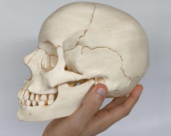 Life Sized Realistic Human Skull - Hand-Painted 3D Printed Skull - Highly detailed  Gothic Halloween Decor