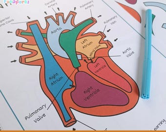 Heart Anatomy Printable Activity