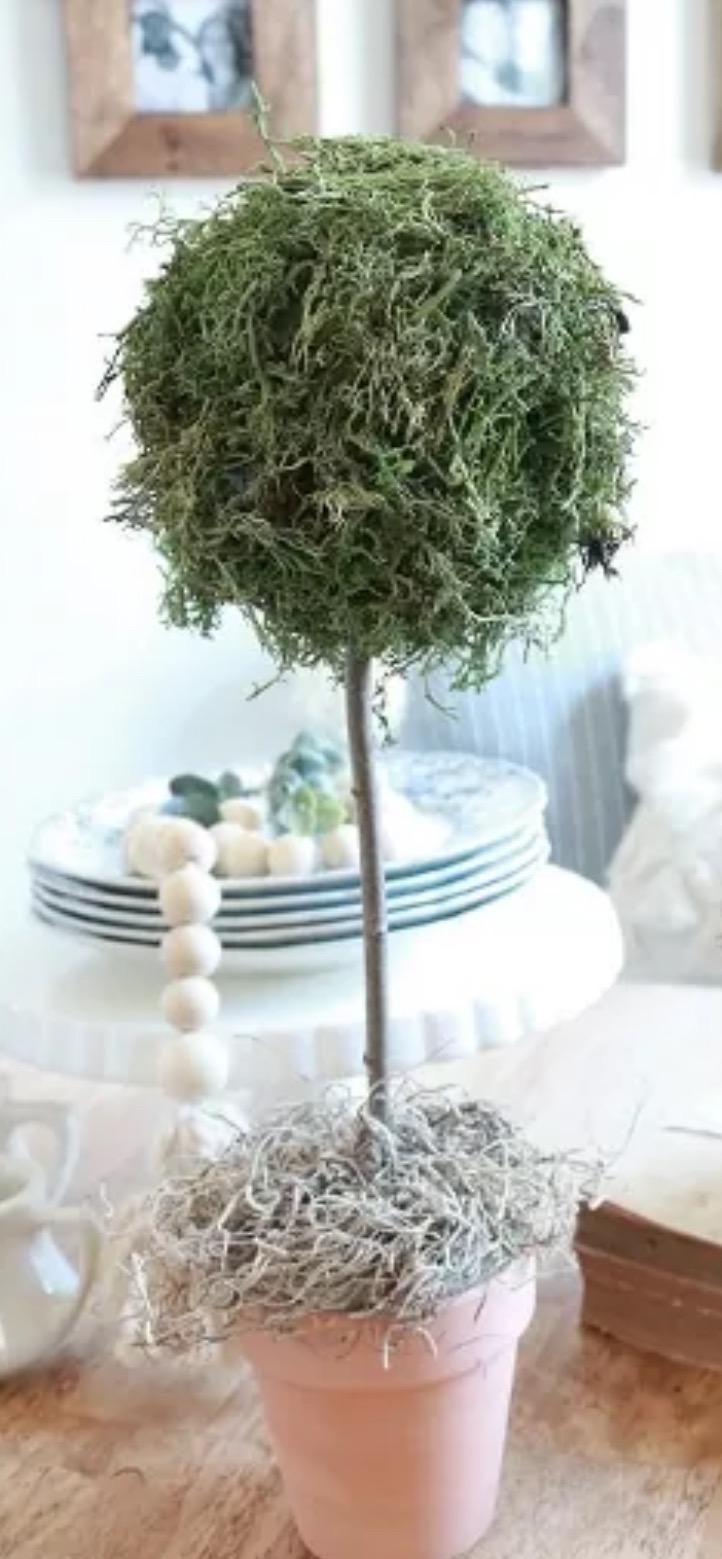 Fresh Spanish Moss for Crafts, displays, Costumes, and
