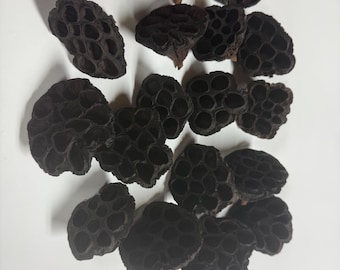 3- Small Lotus Pods with Black Oil Sunflower Seeds