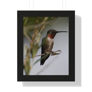 Inramad vertikal poster med rubinstrupig kolibri | Väggkonst med vilda djur
