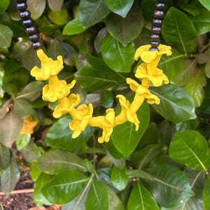 Puakenikeni car lei Hawaiian lei clay flower