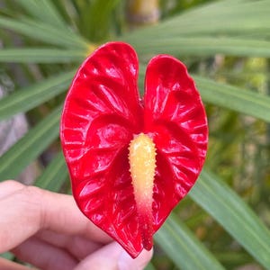 Thai Anthurium - Etsy