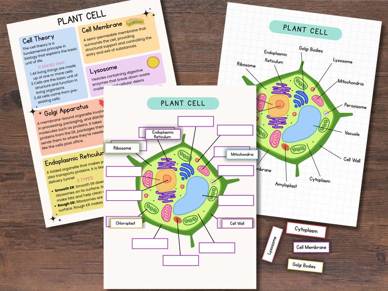 Plant Cell Anatomy Printable Activity, Homeschool Science Lesson (PDF ...
