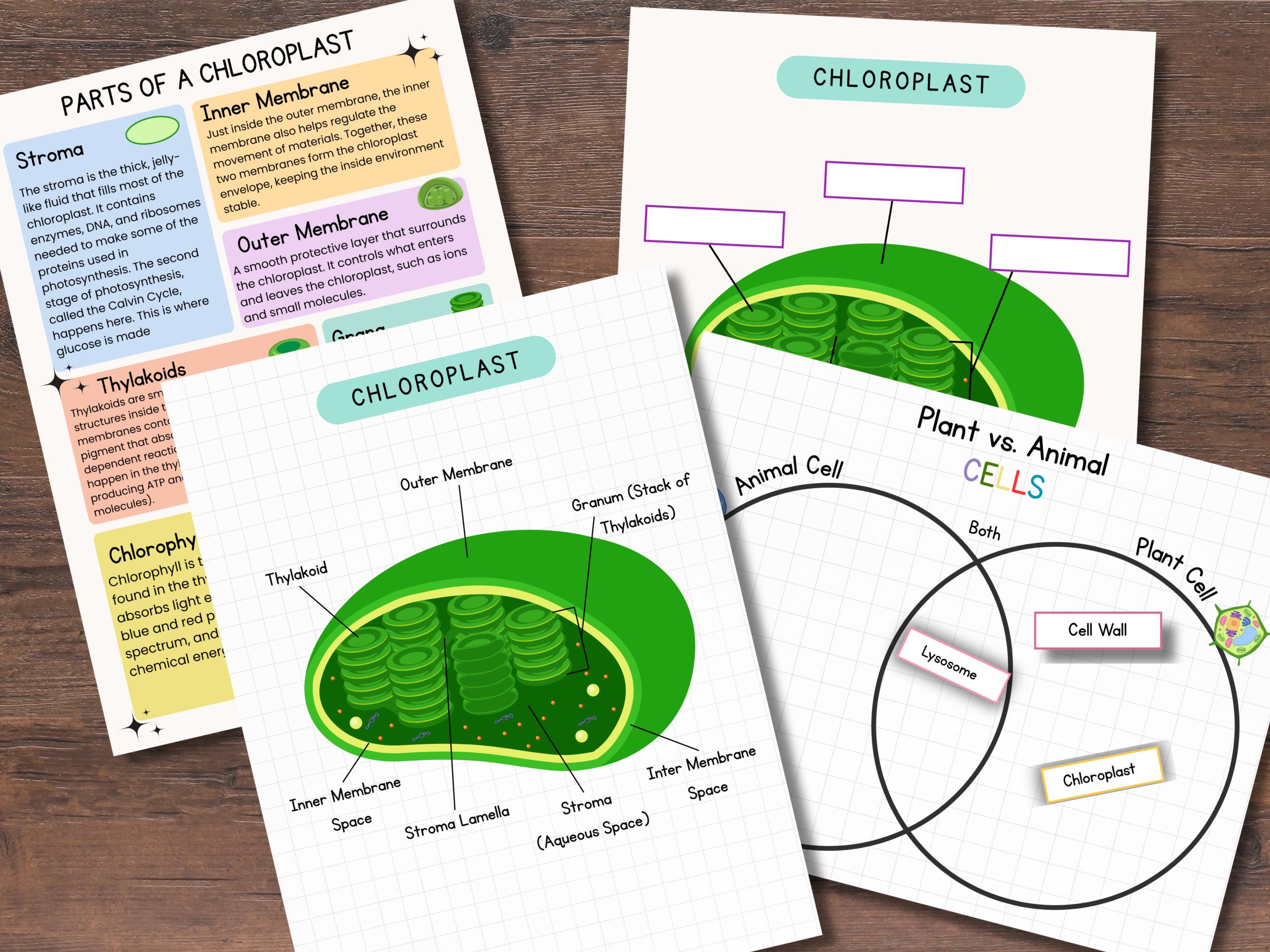 Cell Structure Diagram Printable Bundle Plant Cell Animal Cell ...