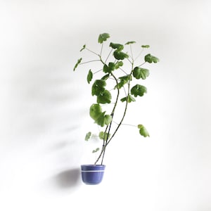 Op de afbeelding: Een groene, bladerrijke plant in een blauwe en witte keramische pot tegen een witte achtergrond.